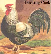 
Heritage chicken breed: Dorking Cock.
